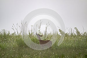 White-tailed deer doe in fog