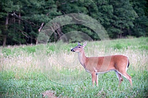 White-tailed deer doe in a meadow