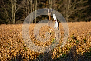 White-tailed deer doe odocoileus virginianus running in a Wisconsin soybean field in fall