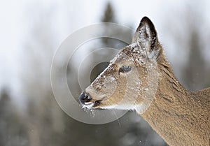 A White-tailed deer doe with snow on her head closeup in winter in Canada