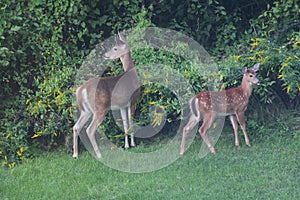 White tailed deer doe and fawn standing