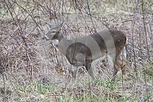 A White Tailed Deer Doe stands in dried grasses.