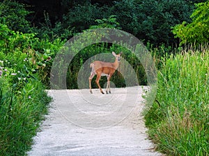 White-Tailed Deer Doe Stands on a Path in the Forest