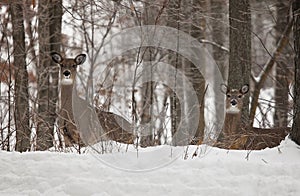 White-tailed deer doe in winter