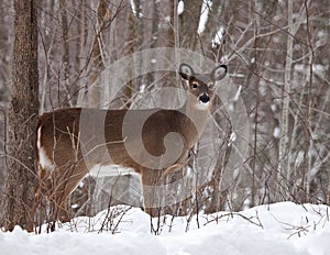 White-tailed deer doe in winter