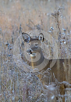 A white-tailed deer in the early morning light during the rut