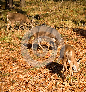 White-tailed deer eating