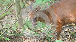 White-tailed deer eating a bromeliad in the jungle. Common names: Venado cola blanca. photo