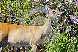 White-tailed deer Eating Flowers