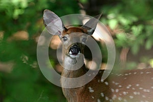 White tailed deer fawn