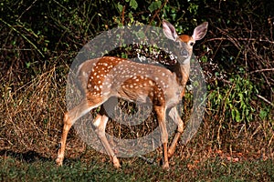 White-tailed Deer Fawn