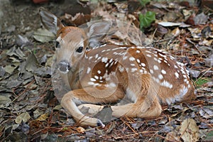 White-tailed Deer Fawn