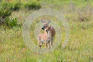 White tailed deer and fawn