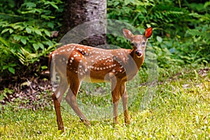 White-tailed deer fawn