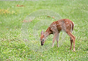 White-tailed deer fawn