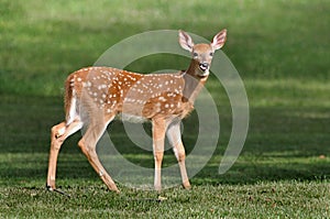 White-tailed Deer Fawn photo