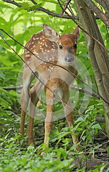 White-tailed Deer Fawn