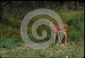 White - tailed Deer Fawn