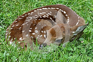 White-tailed Deer Fawn