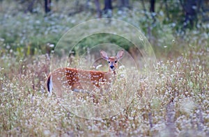 White-tailed deer fawn (Odocoileus virginianus) in amongst the wildflowers