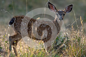 White-tailed deer fawn, baby animal