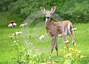 White Tailed Deer Fawn