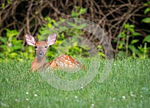 White-tailed deer fawn bedded down