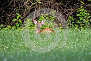 White-tailed deer fawn bedded down photo