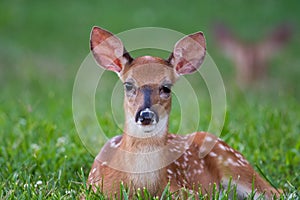 White-tailed deer fawn bedded down in an open meadow