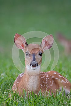 White-tailed deer fawn bedded down in an open meadow