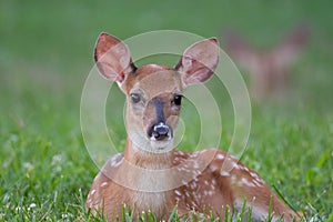 White-tailed deer fawn bedded down in an open meadow