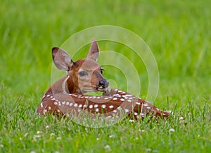 White-tailed deer fawn bedded down in an open meadow