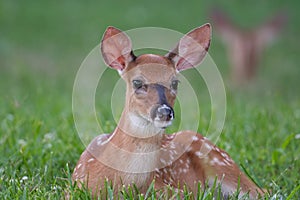 White-tailed deer fawn bedded down in an open meadow