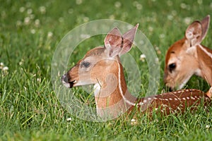 White-tailed deer fawn bedded down in an open meadow