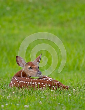 White-tailed deer fawn bedded down in an open meadow