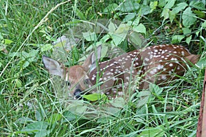 White-tailed Deer Fawn in Brush photo