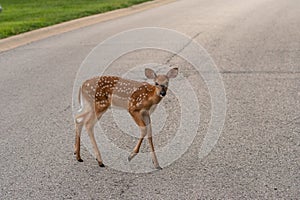 White-tailed deer fawn crossing a road