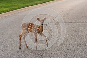 White-tailed deer fawn crossing a road