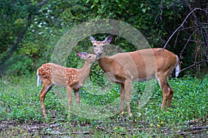 White-tailed deer fawn and doe (Odocoileus virginianus) walking in the forest in Ottawa, Canada