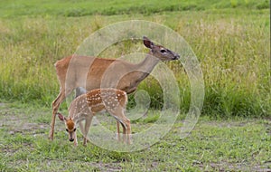 White-tailed deer fawn and doe (Odocoileus virginianus) grazing in grassy field in Canada