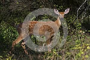 A white-tailed deer fawn in the early morning light during the rut