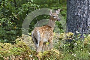 White-tailed Deer fawn in a forest clearing - Ontario, Canada