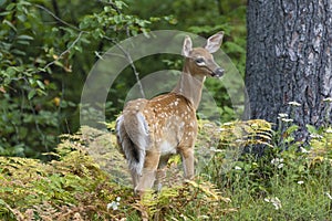 White-tailed Deer fawn in a forest clearing - Ontario, Canada photo