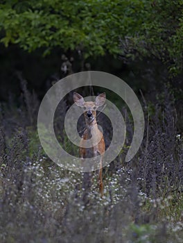 A White-tailed deer fawn in the forest in Ottawa, Canada