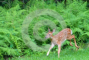 White tailed Deer fawn frolicking in summer