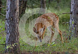 A White-tailed deer fawn grazing in the dark forest in Canada