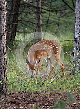 A White-tailed deer fawn grazing in the forest in Ottawa, Canada