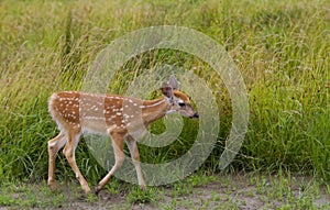 White-tailed deer fawn grazing in grassy field