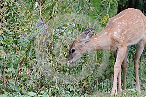 White-tailed Deer fawn grazing on plants and flowers