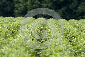 White tailed deer - fawn hidden in the field